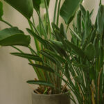 plants-shop-product-gallery-img-011