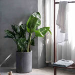 plants-shop-product-gallery-img-12