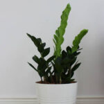 plants-shop-product-gallery-img-19