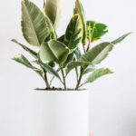 plants-shop-product-gallery-img-5